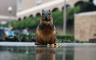 Squirrels of UT – where are they now?