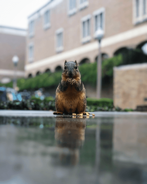 Squirrels of UT – where are they now? | Tower Realty Austin | Austin Texas