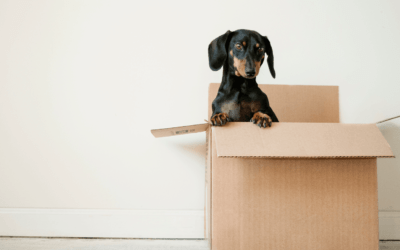 Moving and Storage in Austin